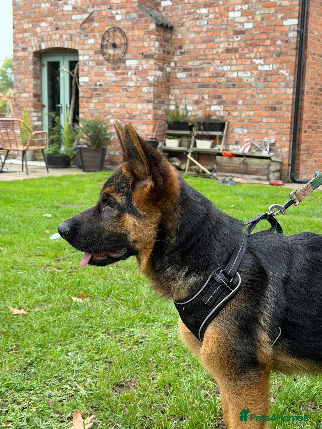 German Shepherd dogs for sale: Stunning German Shepherd puppy male - Image 2