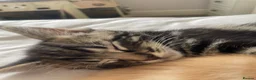 Mixed Breed cats for sale: Maincoon x  in Driffield - Advert 10