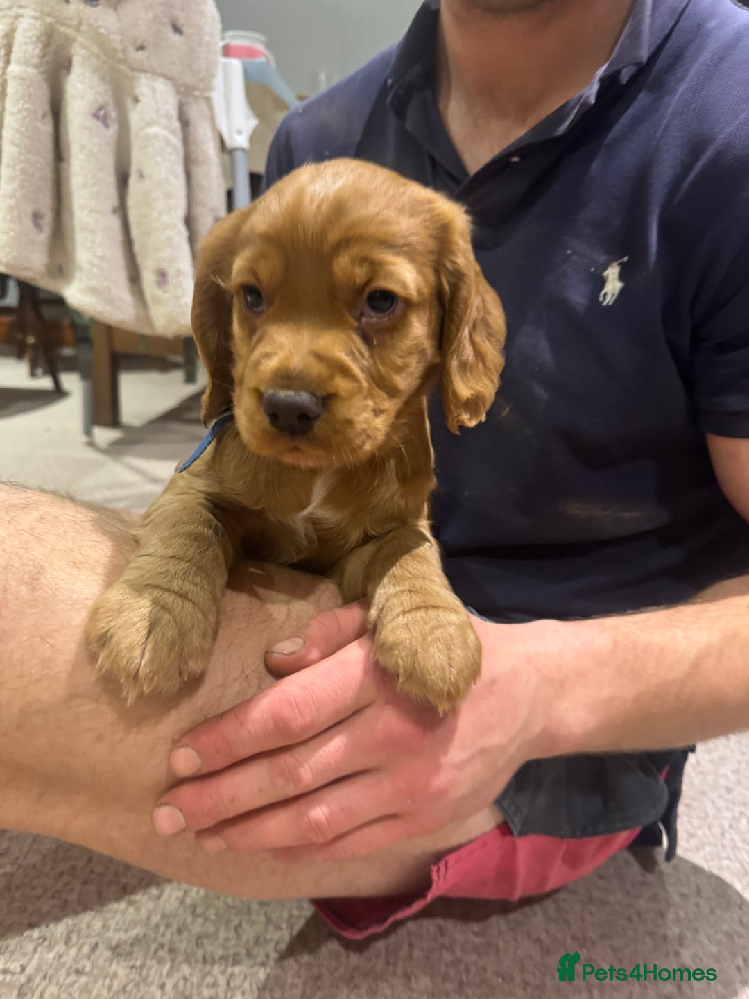 Cocker Spaniel dogs for sale: Cocker Spaniel   - Advert 4