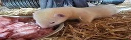 Ferret rodents for sale: 2 albino hob kits for sale - Advert 3