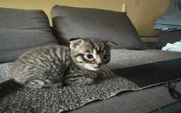 Scottish Fold cats for sale: Scottish Fold Kittens - Image 16