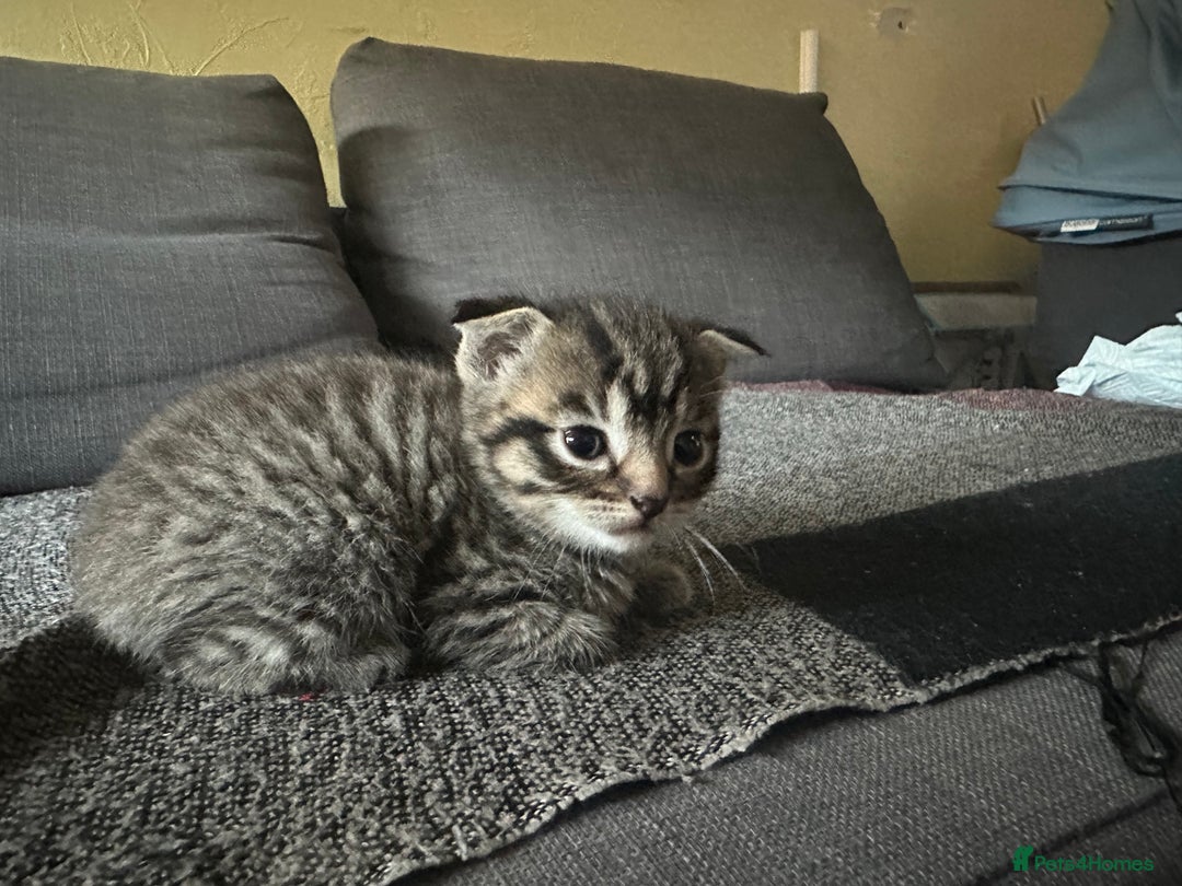 Scottish Fold cats for sale: Scottish Fold Kittens - Image 16