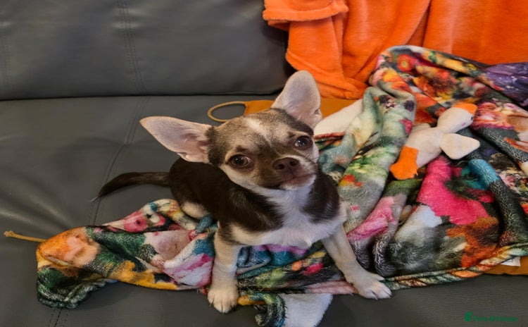Chihuahua dogs in Basildon - Advert 2
