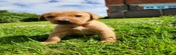 Labrador Retriever dogs for sale: Quality KC Fox Red Labradors  - Advert 22