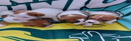 Jack Russell dogs for sale: Adorable Jack Russells - Advert 6