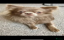 Chihuahua dogs for sale: Chihuahua puppy’s blue and lilicas  - Image 16