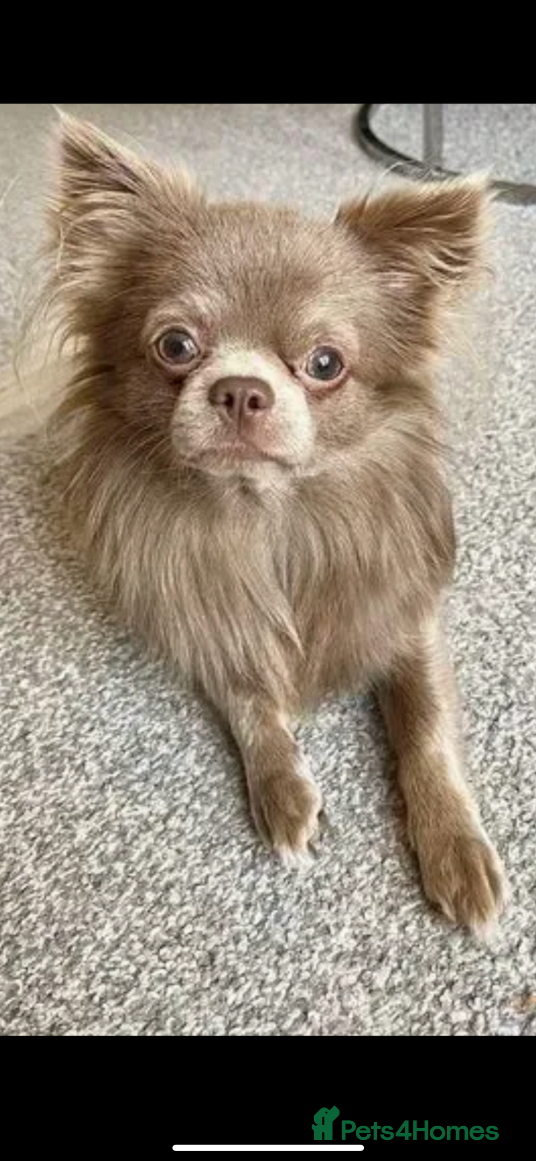 Chihuahua dogs for sale: Chihuahua puppy’s blue and lilicas  - Image 16