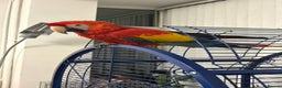 Parrots birds for sale: BABY MALE SCARLET MACAW WITH CITIES AND DNA PAPERS - Advert 5