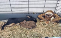 Rex rabbits for sale: 2 rex rabbits one femal and one male  - Image 8