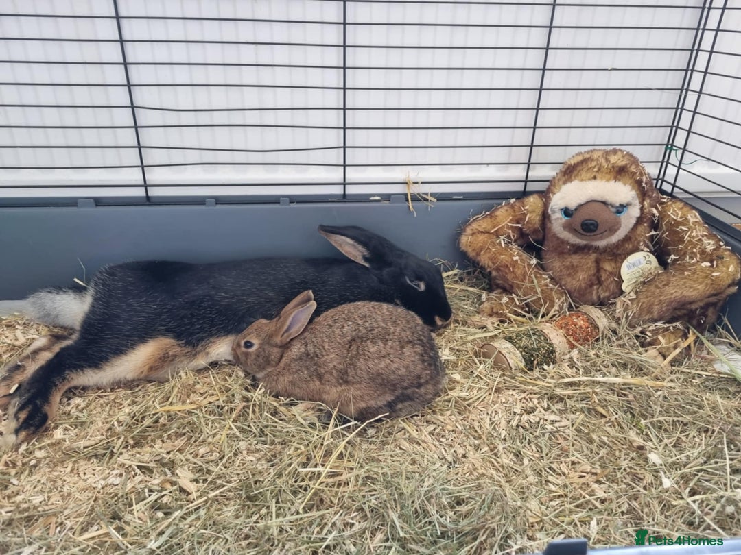 Rex rabbits for sale: 2 rex rabbits one femal and one male  - Image 8