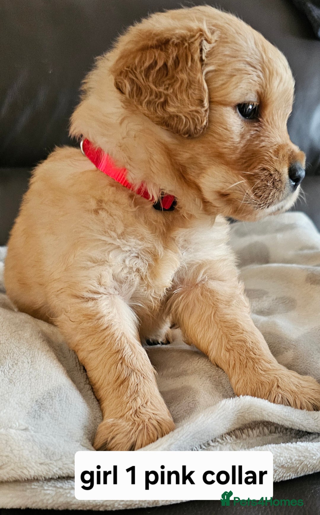 Golden Retriever dogs for sale:  golden retriever pups - Advert 8