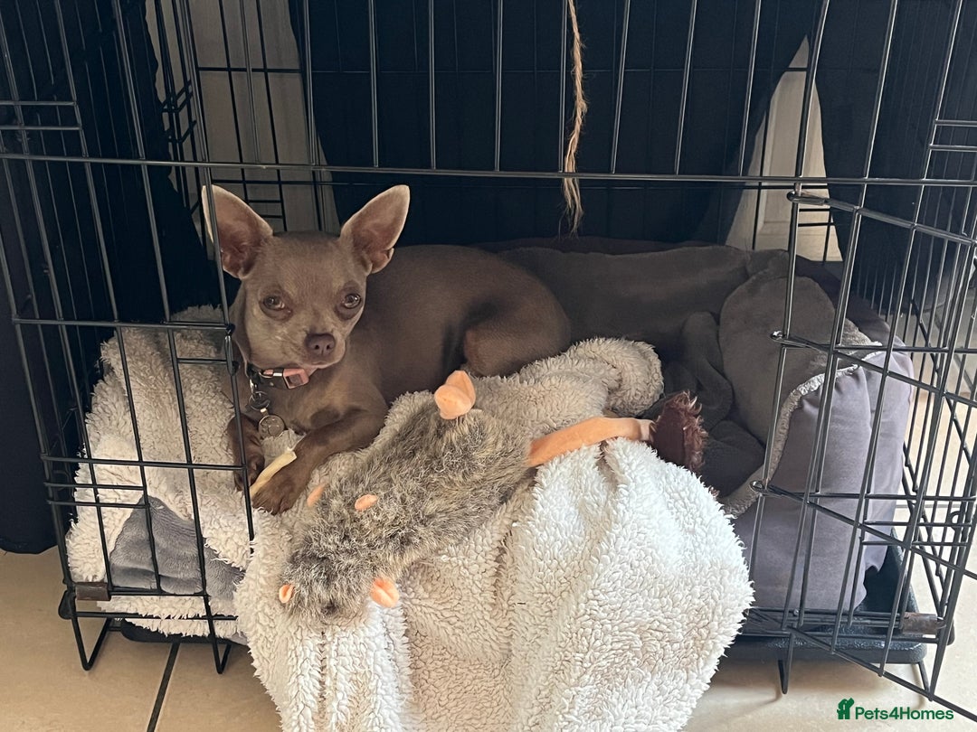 Chihuahua dogs for sale: Beautiful Lilac dear head chihuahua - Image 3