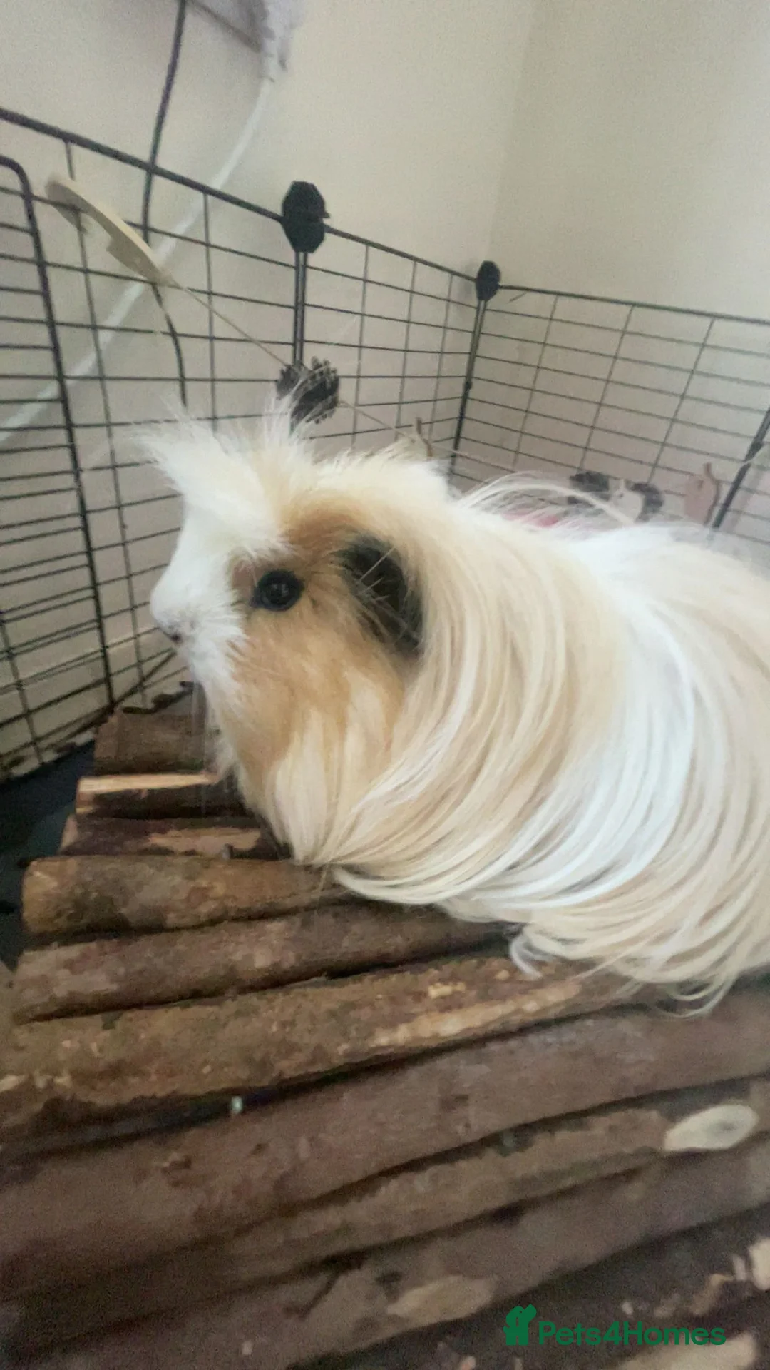 Guinea Pig rodents for sale: two boy guinea pigs  - Advert 5
