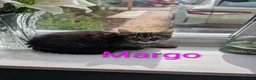 Mixed Breed cats for sale: Beautiful kittens ready for new homes NOW! in King's Lynn - Advert 8