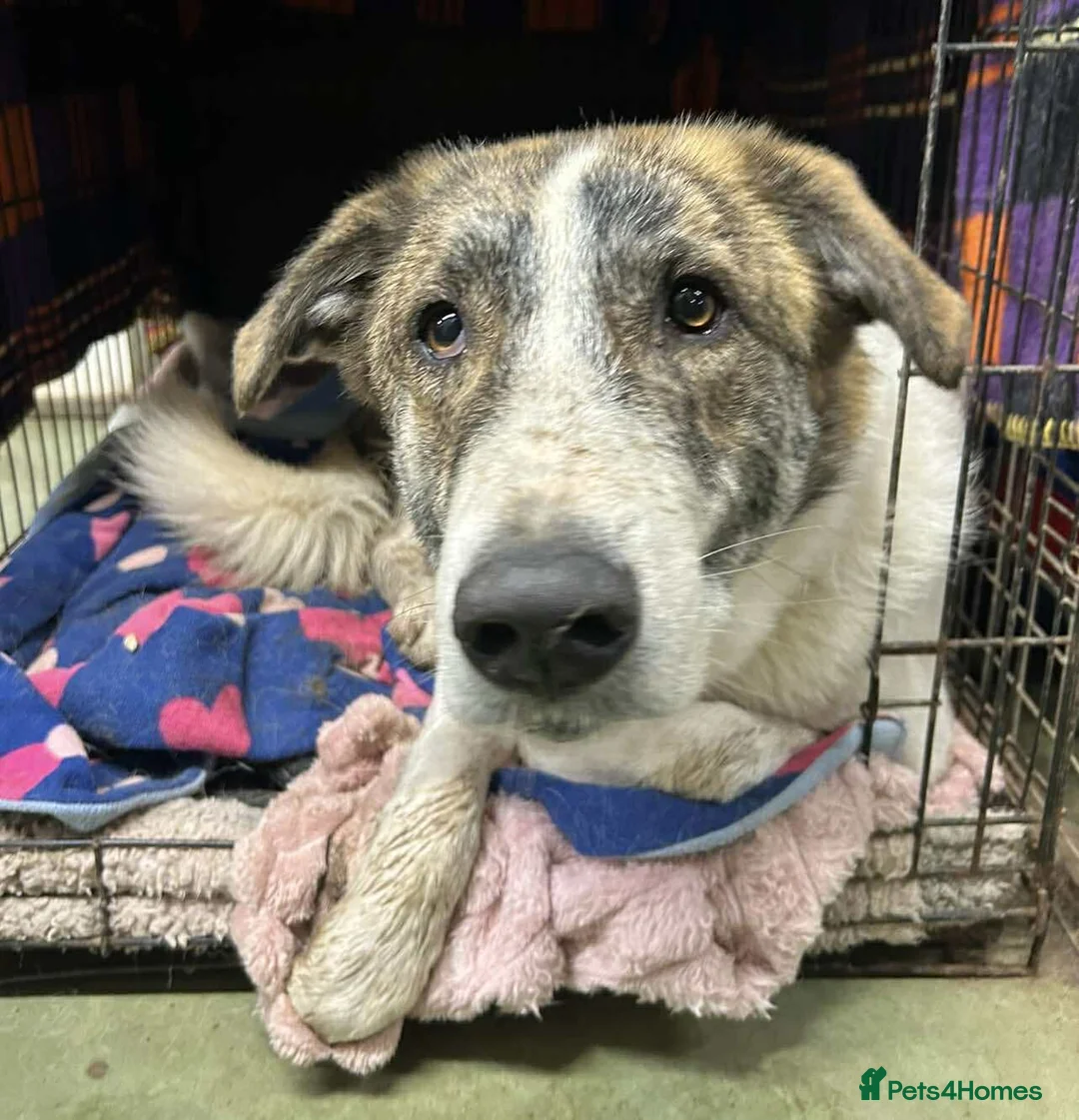 Mixed Breed dogs for adoption: FLO   - Advert 3