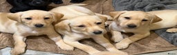 Labrador Retriever dogs for sale: Only 2 golden girls left! Ready for forever homes! - Advert 1