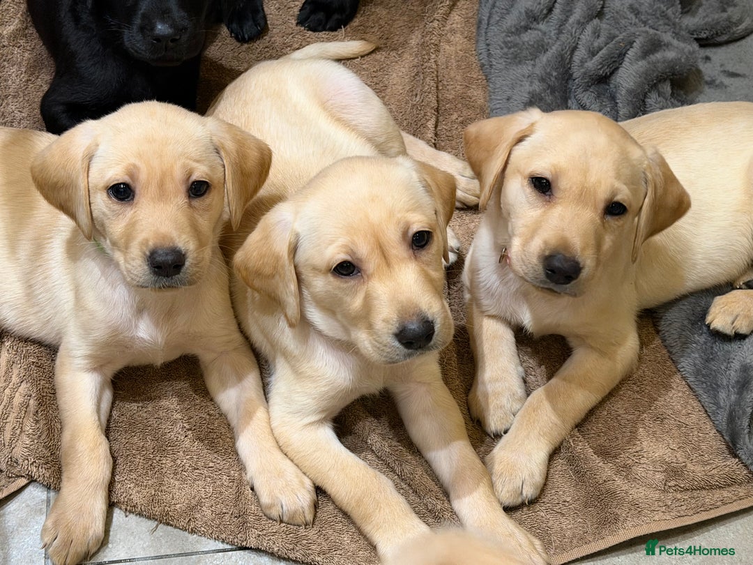 Labrador Retriever dogs for sale: Only 2 golden girls left! Ready for forever homes! - Advert 1