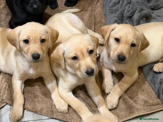 Labrador Retriever dogs Only 3 labs left! Pups ready next week! - Advert 2