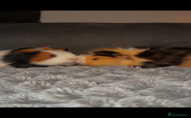 Guinea Pig rodents 2 male guinea pigs - Advert 1