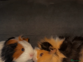 Guinea Pig rodents 2 male guinea pigs - Advert 15