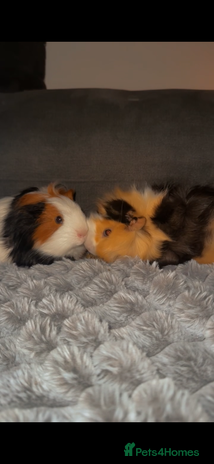 Guinea Pig rodents 2 male guinea pigs - Advert 1