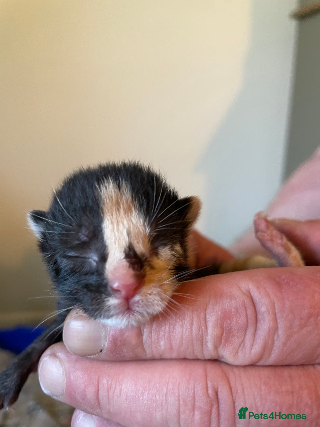 Mixed Breed cats for sale: 3 adorable kittens ready for their forever homes - Image 15