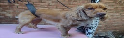 Cocker Spaniel dogs for stud: Bayley the cocker spaniel  in King's Lynn - Advert 4