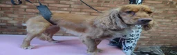 Cocker Spaniel dogs for stud: Bayley the cocker spaniel  in King's Lynn - Advert 4