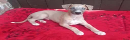 Whippet dogs for sale: Top quality whippet puppies  - Advert 5