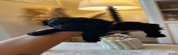 Toy Poodle dogs for sale: 2 Tiny toy poodles in Bristol - Advert 13