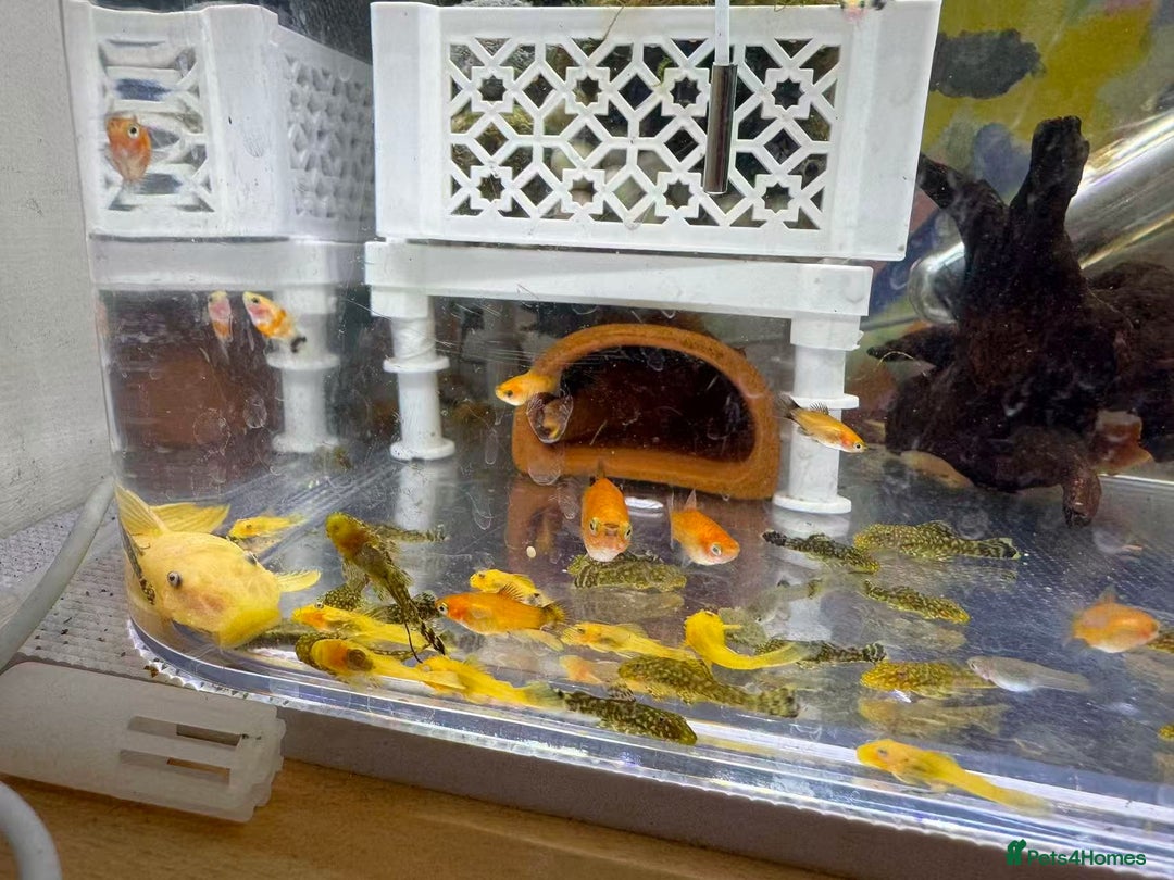 Plecos fish for sale: Bristlenose Pleco Golden&Snowflake – Various Sizes - Advert 17