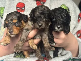 Cavapoo dogs F1b toy cavapoos - Advert 6