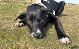 Mixed Breed dogs for sale: Home needed - 14 month old German Shepherd Collie  - Image 5