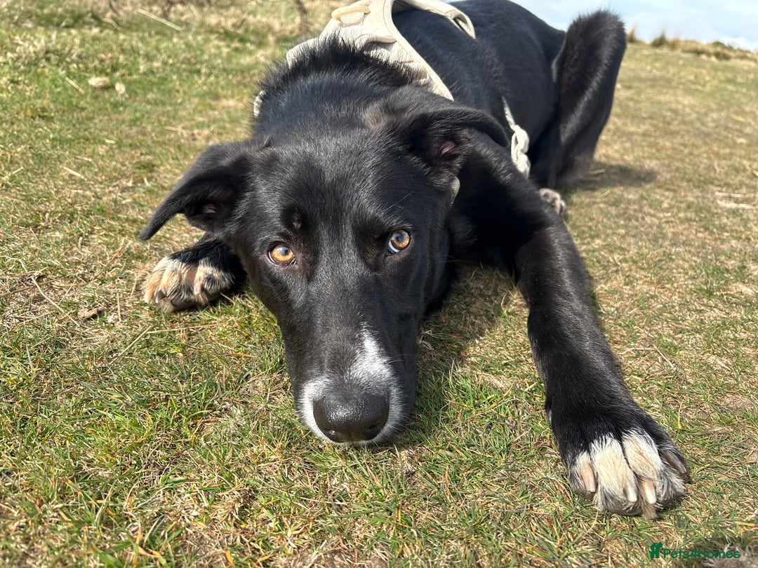 Mixed Breed dogs for sale: Home needed - 14 month old German Shepherd Collie  - Image 5