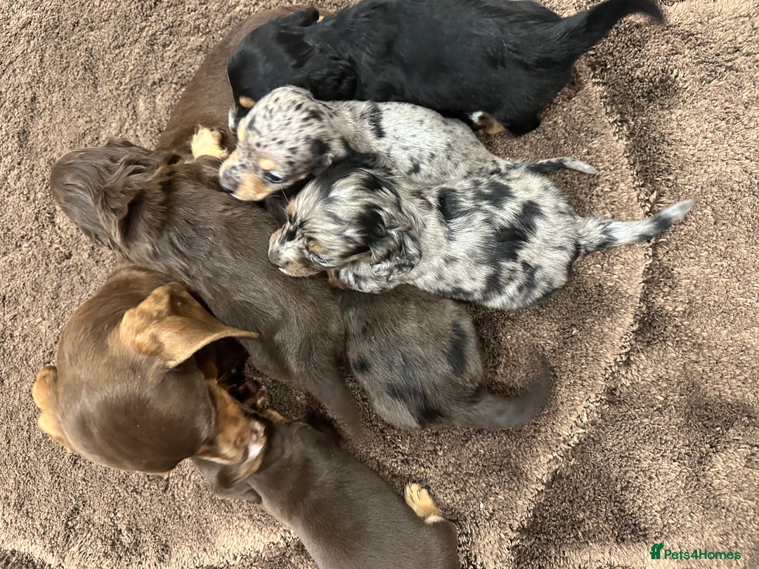 Miniature Dachshund dogs for sale: 6 KC miniature dashound puppies  - Advert 34