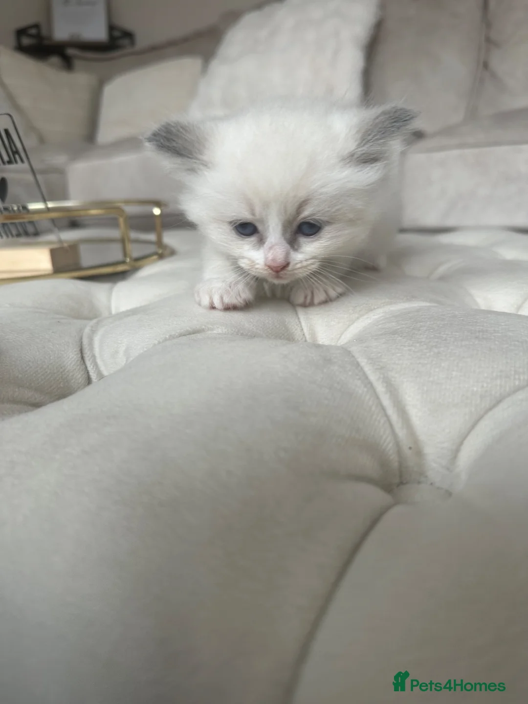 Ragdoll cats for sale: Ragdoll kittens pedigree  in Ellesmere Port - Advert 2