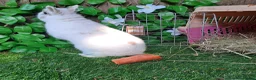 Continental Giant rabbits for sale: Super Stud Bunnies Health checked and Vaccinated  - Advert 19