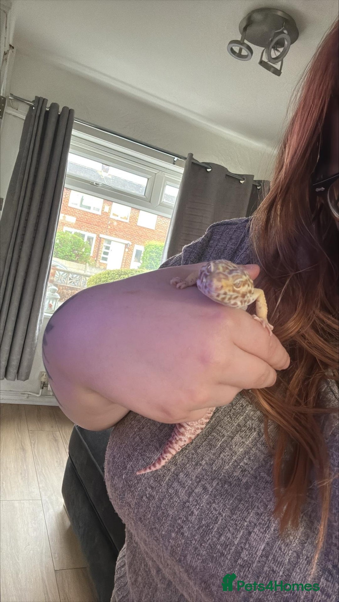 Leopard Gecko reptiles for sale: Zuko and viv - Image 1
