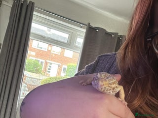 Leopard Gecko reptiles - Advert 29