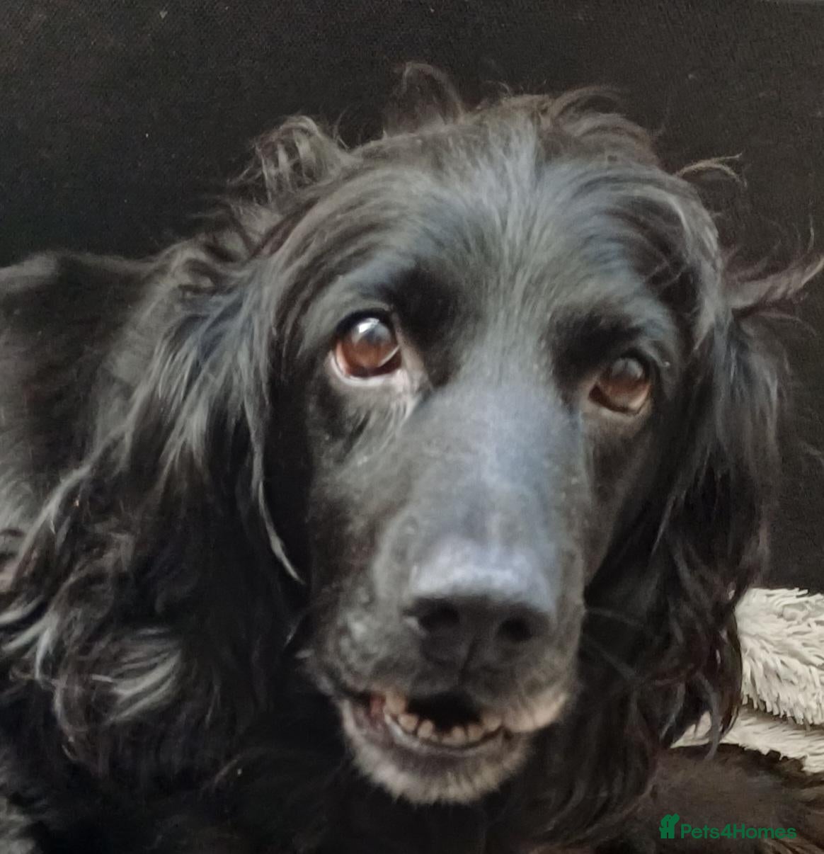 Mixed Breed dogs for sale: Cocker Spaniel cross close to J36 of M6 - Advert 12