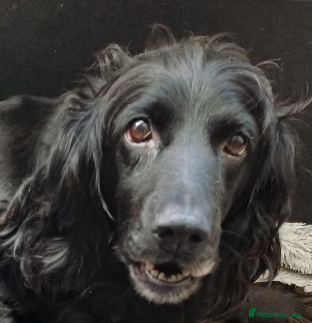 Mixed Breed dogs for sale: Cocker Spaniel cross close to J36 of M6 in Carnforth - Advert 1