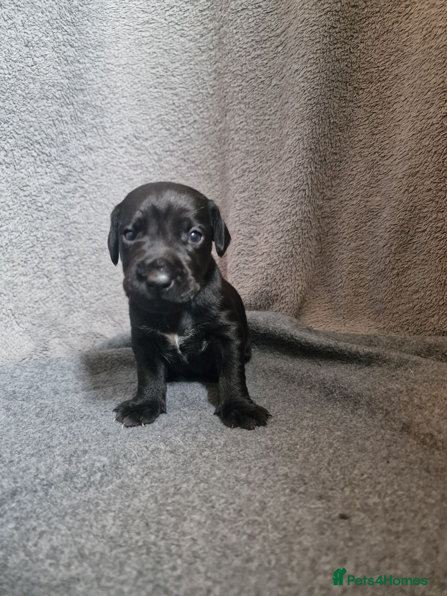 Patterdale Terrier dogs ❤️🐕Beautiful Patterdale puppies for sale🐕❤️ - Advert 3