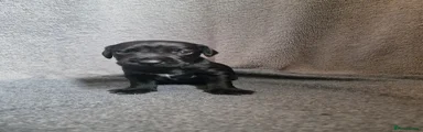 Patterdale Terrier 1