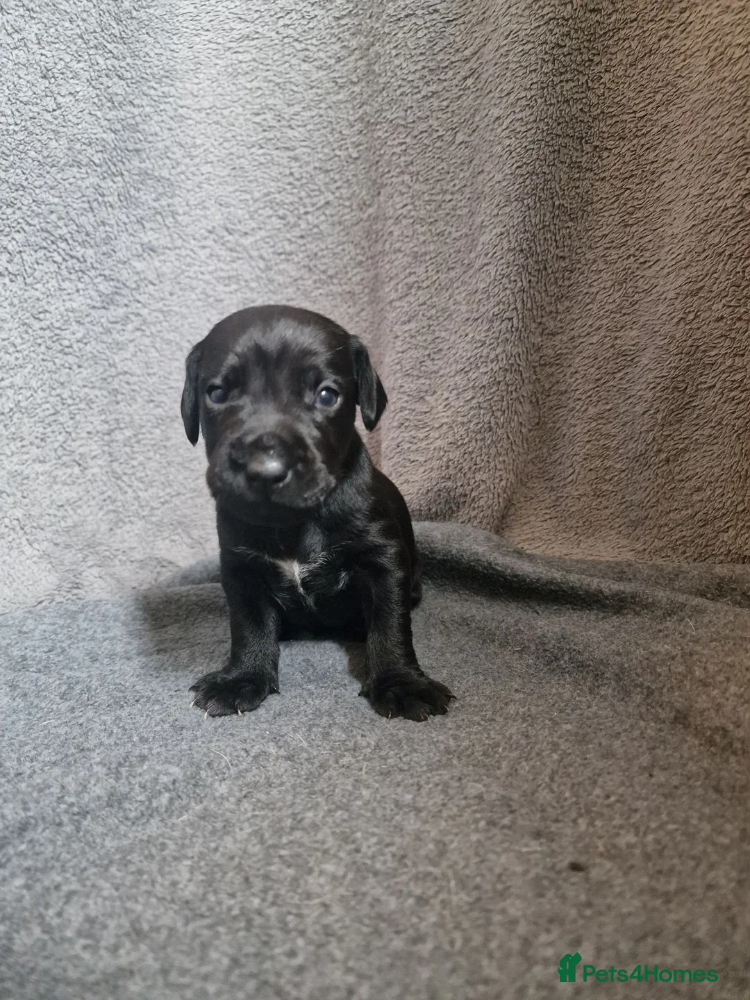 Patterdale Terrier dogs for sale: ❤️🐕Beautiful Patterdale puppies for sale🐕❤️ - Advert 1