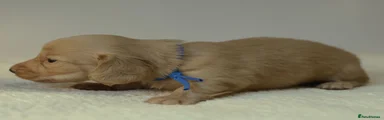 Miniature Dachshund Puppy 1