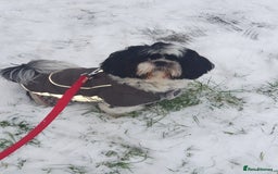 Shih Tzu dogs for sale: Mr bear  - Image 5