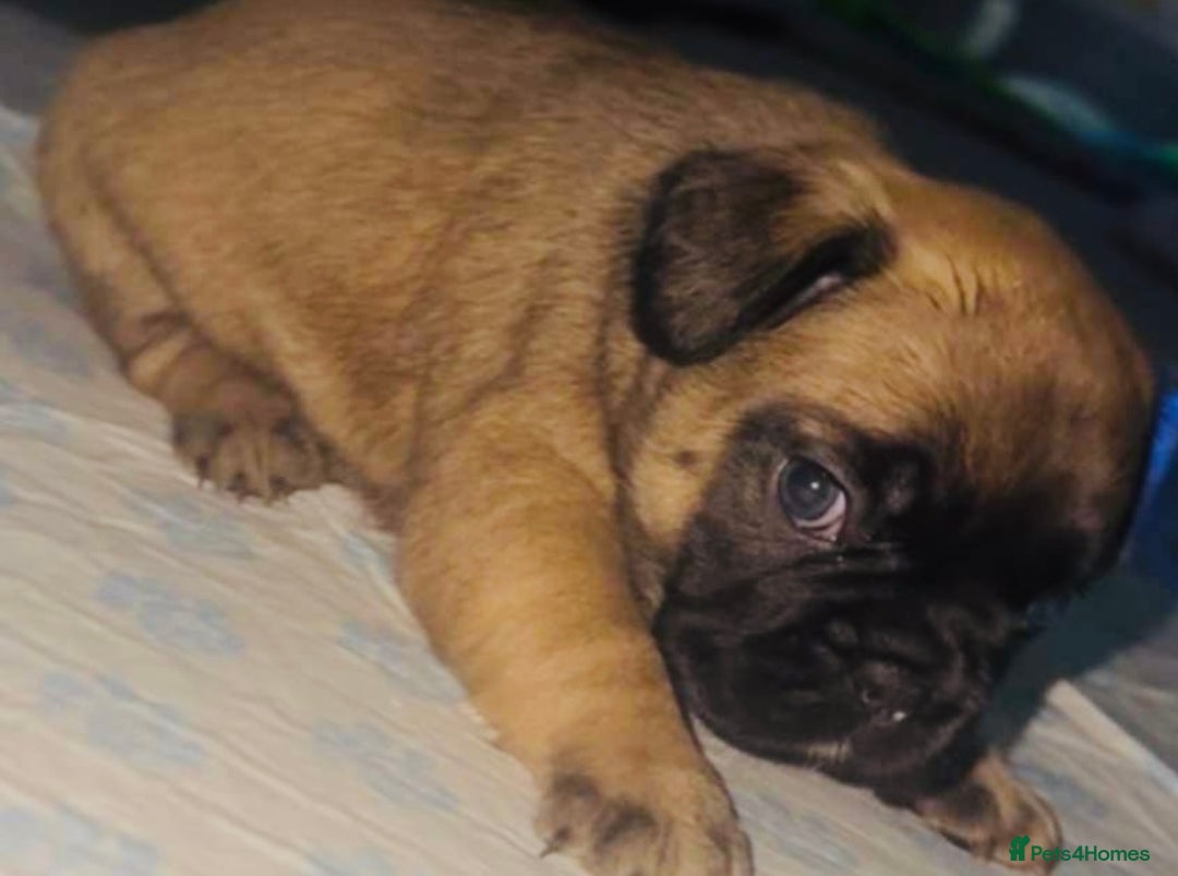 French Bulldog dogs for sale: Fluffy carriers variety of colors  - Image 4