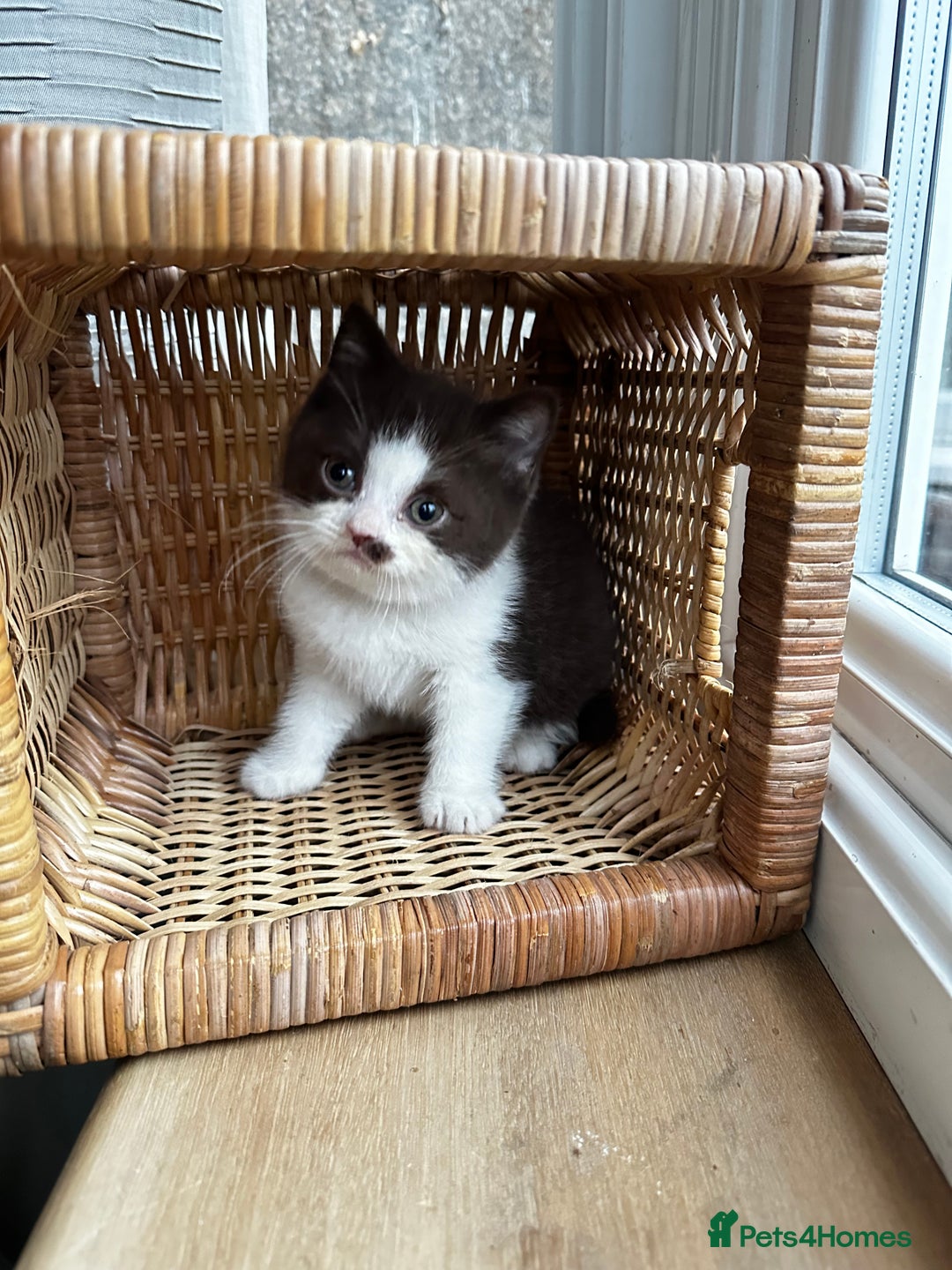 British Shorthair cats for sale: FULL PEDIGREE CHOCOLATE BI COLOUR KITTENS  - Advert 5