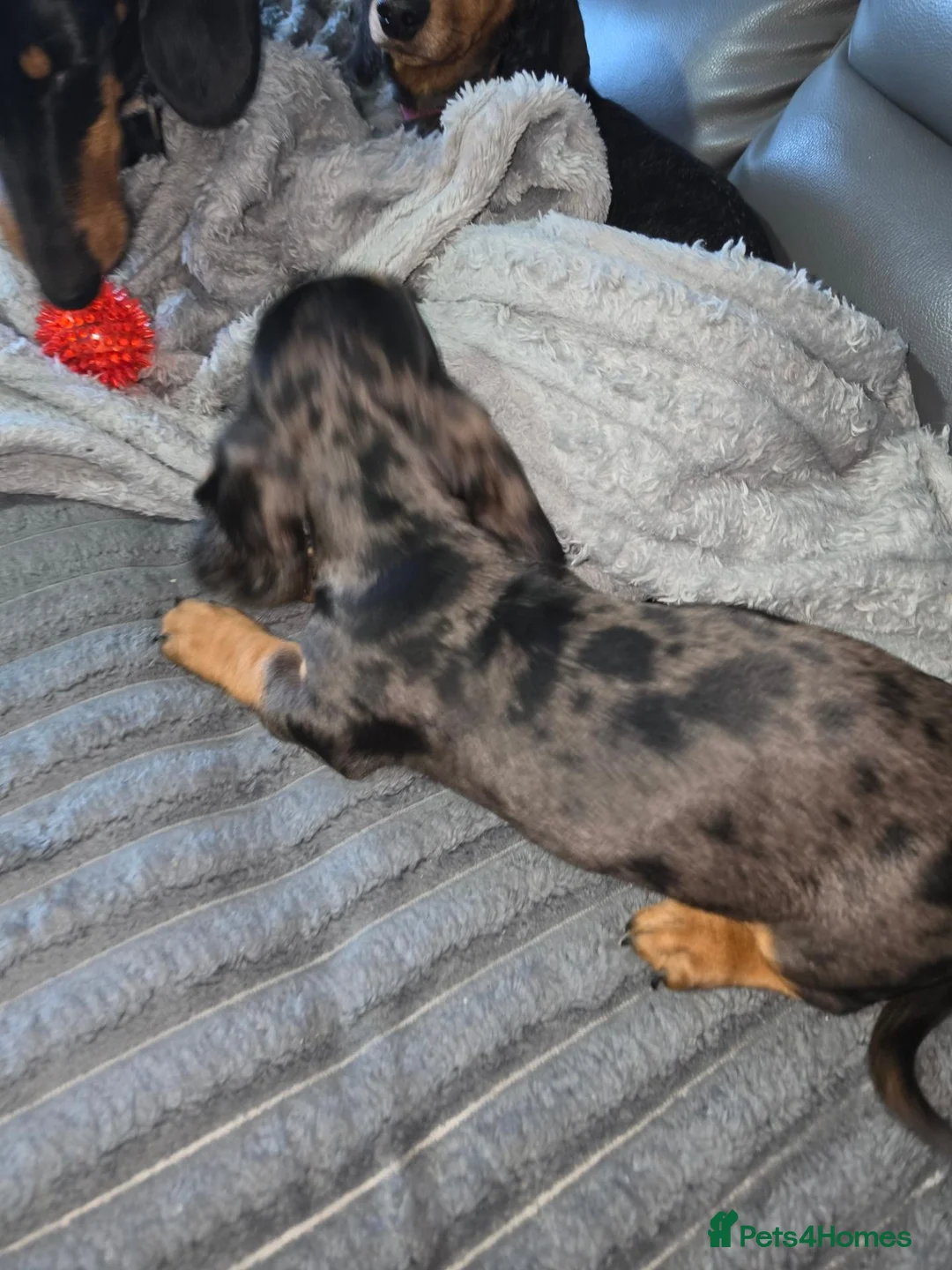 Dachshund dogs for sale: Dachshund - Advert 9