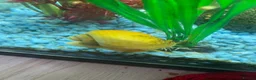 Snails fish for sale: Golden apple snails - Advert 19